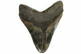 Serrated, Fossil Megalodon Tooth - Feeding Worn Tip #186654-2